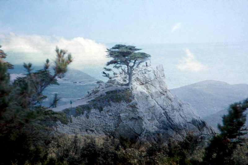 Shared Land: cypress on rock